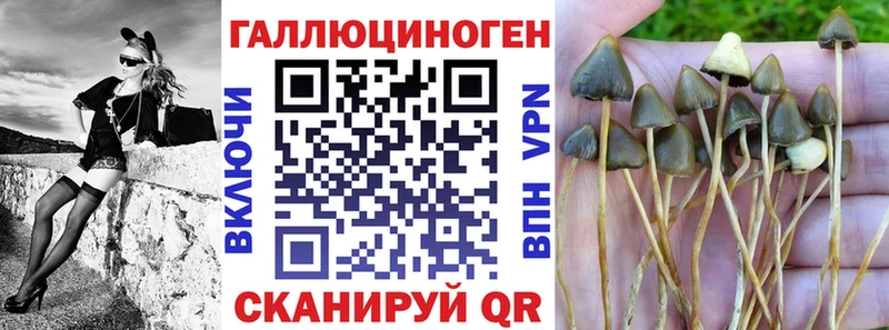 Купить  Тавда  Галлюциногенные грибы Psilocybine cubensis 